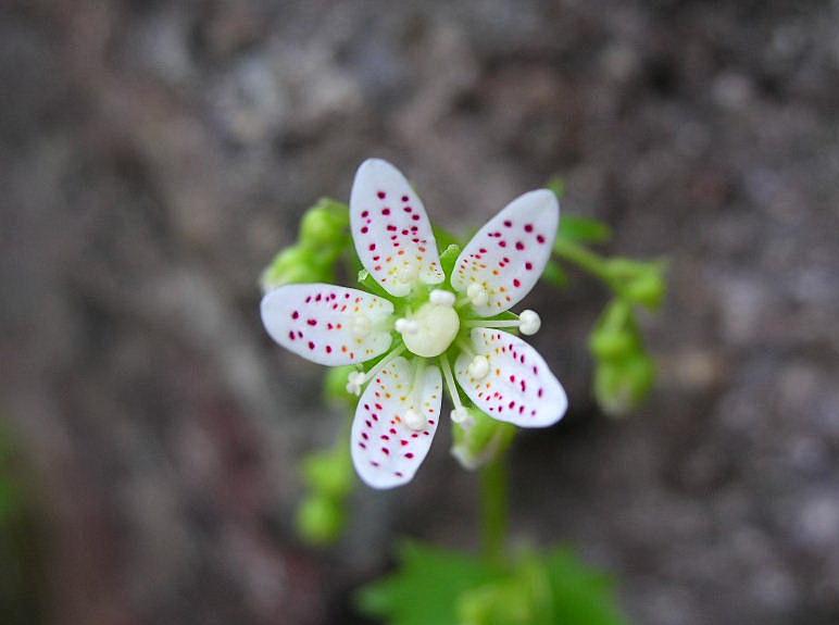 Saxifraga rotundifolia / Sassifraga a foglie rotonde